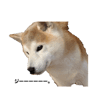犬の名前はカイです（個別スタンプ：2）