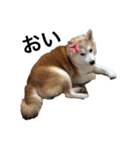犬の名前はカイです（個別スタンプ：3）