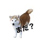 犬の名前はカイです（個別スタンプ：4）