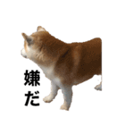 犬の名前はカイです（個別スタンプ：5）
