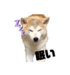犬の名前はカイです（個別スタンプ：6）