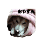 犬の名前はカイです（個別スタンプ：7）