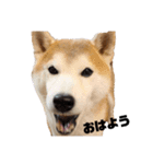 犬の名前はカイです（個別スタンプ：8）