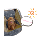 コロンちゃんスタンプ(2)（個別スタンプ：6）