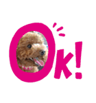 コロンちゃんスタンプ(2)（個別スタンプ：12）