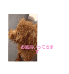 コロンちゃんスタンプ(2)（個別スタンプ：20）