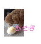 コロンちゃんスタンプ(2)（個別スタンプ：24）