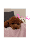 コロンちゃんスタンプ(2)（個別スタンプ：31）