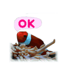 慶良間の海の魚たち（個別スタンプ：1）
