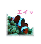 慶良間の海の魚たち（個別スタンプ：2）
