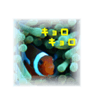 慶良間の海の魚たち（個別スタンプ：4）
