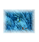 慶良間の海の魚たち（個別スタンプ：5）