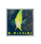慶良間の海の魚たち（個別スタンプ：14）