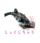 慶良間の海の魚たち（個別スタンプ：15）