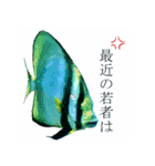 慶良間の海の魚たち（個別スタンプ：16）