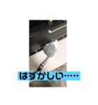 蘭丸まる  7（個別スタンプ：2）