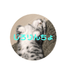 蘭丸まる  7（個別スタンプ：3）