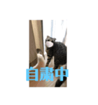 蘭丸まる  7（個別スタンプ：4）
