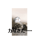 蘭丸まる  7（個別スタンプ：7）