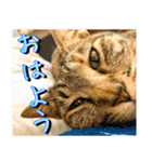 かわヨな猫ちゃん『くぅ』『みぃ』『ふぅ』（個別スタンプ：1）