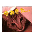 かわヨな猫ちゃん『くぅ』『みぃ』『ふぅ』（個別スタンプ：2）