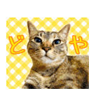 かわヨな猫ちゃん『くぅ』『みぃ』『ふぅ』（個別スタンプ：3）