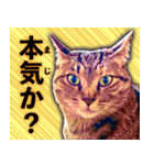 かわヨな猫ちゃん『くぅ』『みぃ』『ふぅ』（個別スタンプ：4）