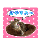かわヨな猫ちゃん『くぅ』『みぃ』『ふぅ』（個別スタンプ：5）