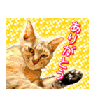 かわヨな猫ちゃん『くぅ』『みぃ』『ふぅ』（個別スタンプ：6）