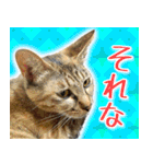 かわヨな猫ちゃん『くぅ』『みぃ』『ふぅ』（個別スタンプ：7）