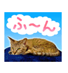 かわヨな猫ちゃん『くぅ』『みぃ』『ふぅ』（個別スタンプ：8）