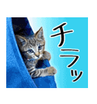 かわヨな猫ちゃん『くぅ』『みぃ』『ふぅ』（個別スタンプ：9）