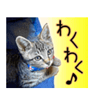 かわヨな猫ちゃん『くぅ』『みぃ』『ふぅ』（個別スタンプ：10）
