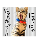 かわヨな猫ちゃん『くぅ』『みぃ』『ふぅ』（個別スタンプ：11）