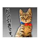 かわヨな猫ちゃん『くぅ』『みぃ』『ふぅ』（個別スタンプ：12）