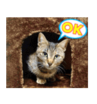 かわヨな猫ちゃん『くぅ』『みぃ』『ふぅ』（個別スタンプ：13）