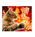 かわヨな猫ちゃん『くぅ』『みぃ』『ふぅ』（個別スタンプ：14）