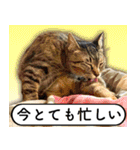 かわヨな猫ちゃん『くぅ』『みぃ』『ふぅ』（個別スタンプ：15）