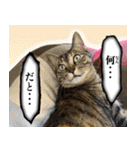 かわヨな猫ちゃん『くぅ』『みぃ』『ふぅ』（個別スタンプ：16）