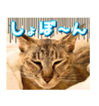 かわヨな猫ちゃん『くぅ』『みぃ』『ふぅ』（個別スタンプ：18）