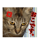 かわヨな猫ちゃん『くぅ』『みぃ』『ふぅ』（個別スタンプ：19）