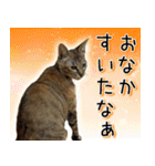 かわヨな猫ちゃん『くぅ』『みぃ』『ふぅ』（個別スタンプ：20）