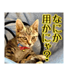 かわヨな猫ちゃん『くぅ』『みぃ』『ふぅ』（個別スタンプ：21）