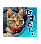 かわヨな猫ちゃん『くぅ』『みぃ』『ふぅ』（個別スタンプ：22）