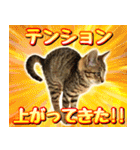 かわヨな猫ちゃん『くぅ』『みぃ』『ふぅ』（個別スタンプ：24）