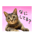 かわヨな猫ちゃん『くぅ』『みぃ』『ふぅ』（個別スタンプ：25）