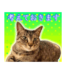 かわヨな猫ちゃん『くぅ』『みぃ』『ふぅ』（個別スタンプ：26）