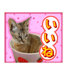 かわヨな猫ちゃん『くぅ』『みぃ』『ふぅ』（個別スタンプ：27）