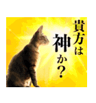 かわヨな猫ちゃん『くぅ』『みぃ』『ふぅ』（個別スタンプ：28）