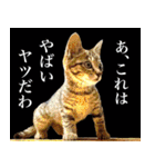 かわヨな猫ちゃん『くぅ』『みぃ』『ふぅ』（個別スタンプ：29）